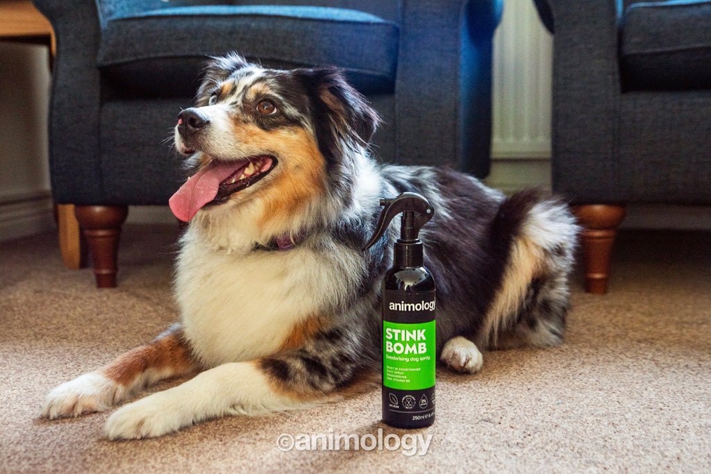 Animology Stink Bomb Deodorising Dog Spray 250 ml - All For Animals