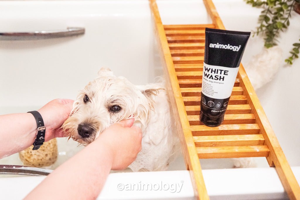 Animology White Wash Dog Shampoo 250 ml - All For Animals