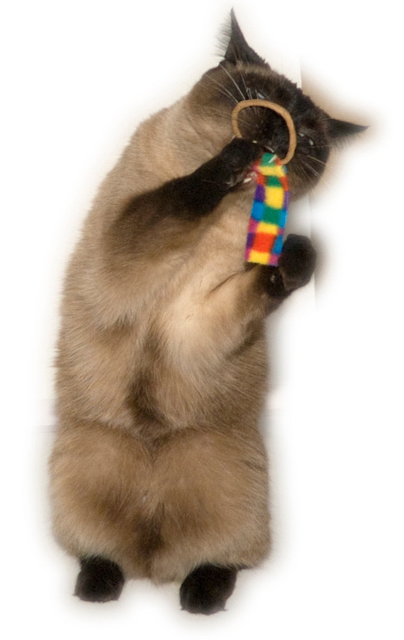 Cat Dancer Ring Tail Chasers (2 - Pack) - all for animals