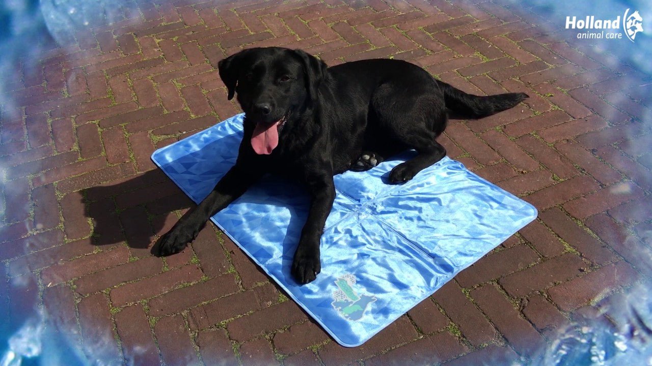 CoolPets Dog Mat 24/7 Anti - Slip Cover XL - all for animals