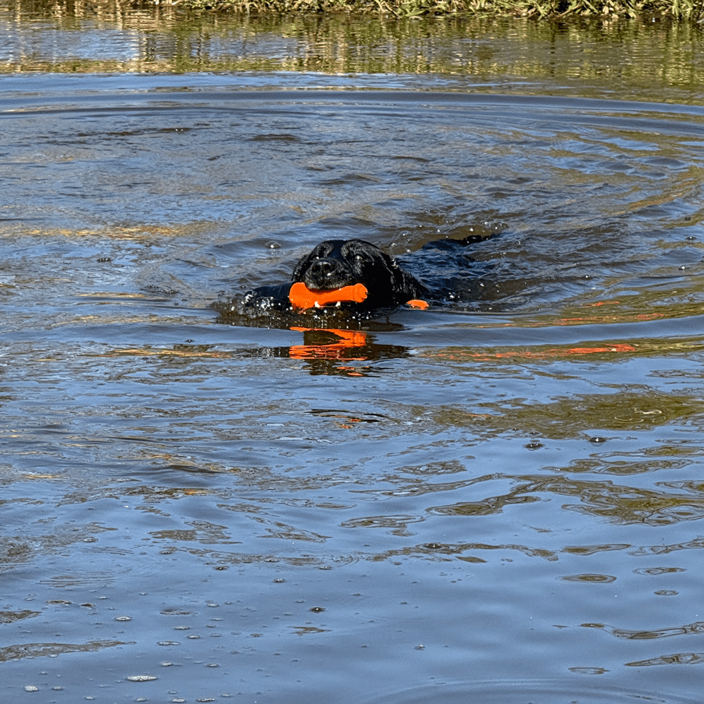 Dog Comets Bobber - all for animals