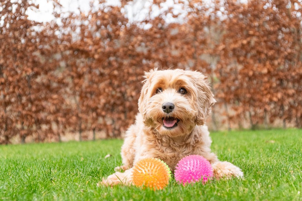 Dog Comets Exoplanet Egelbal S - all for animals