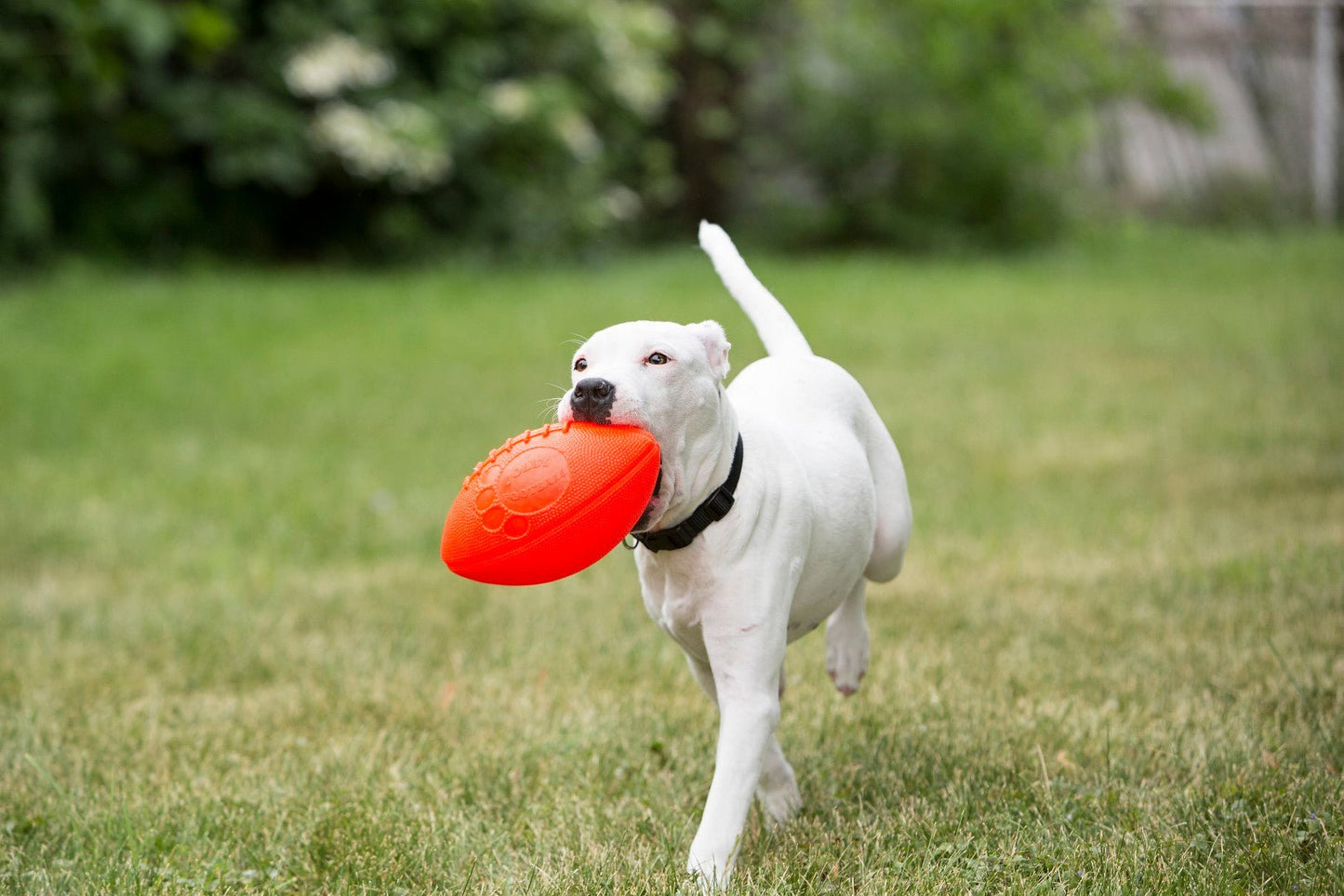 Jolly Football Vanille - all for animals