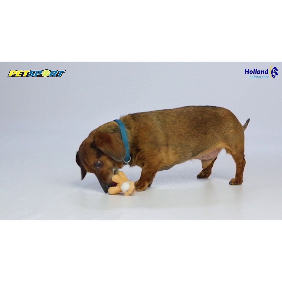 Petsport Tiny Tots Gorilla Spiky Bone Assorti - all for animals