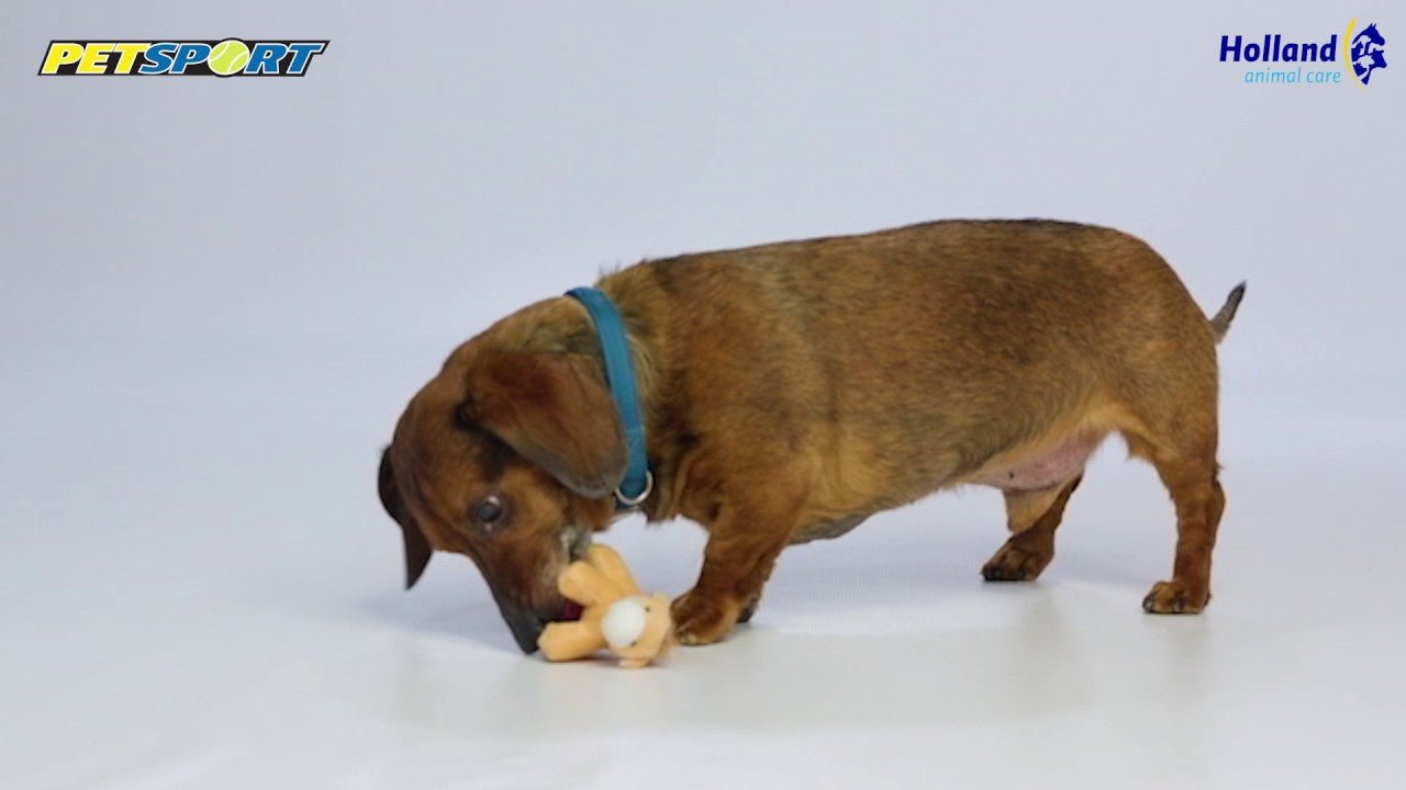 Petsport Tiny Tots Teddy - all for animals