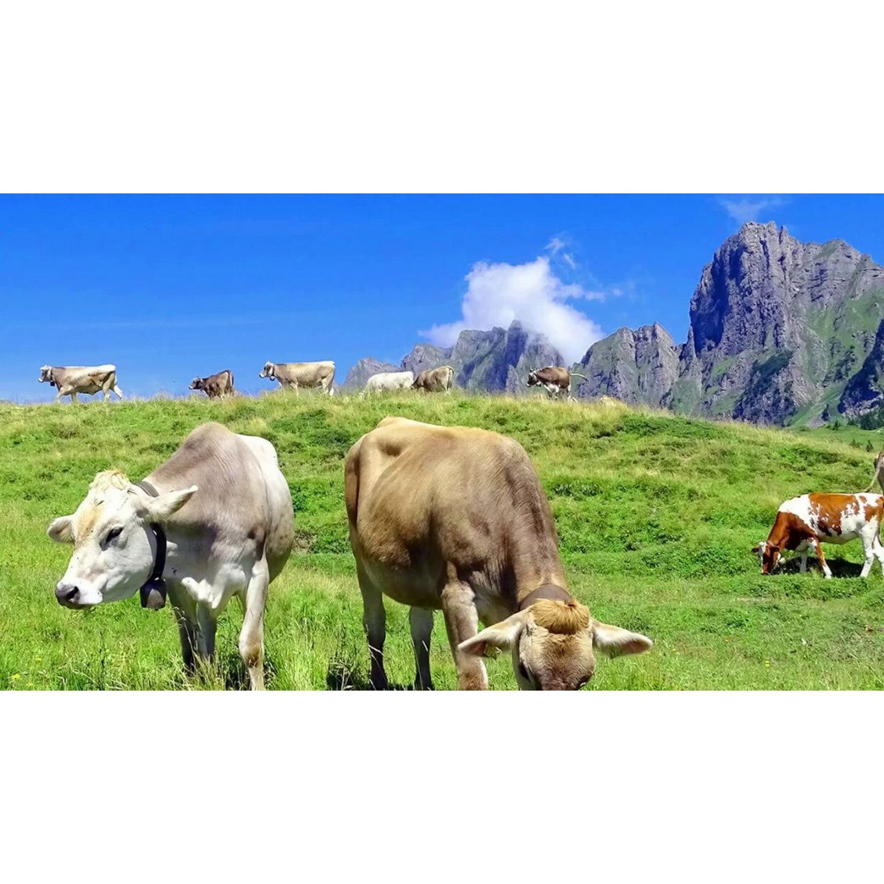 SwissCowers Cheese Crunchies Training Original (30 beloningen) - all for animals
