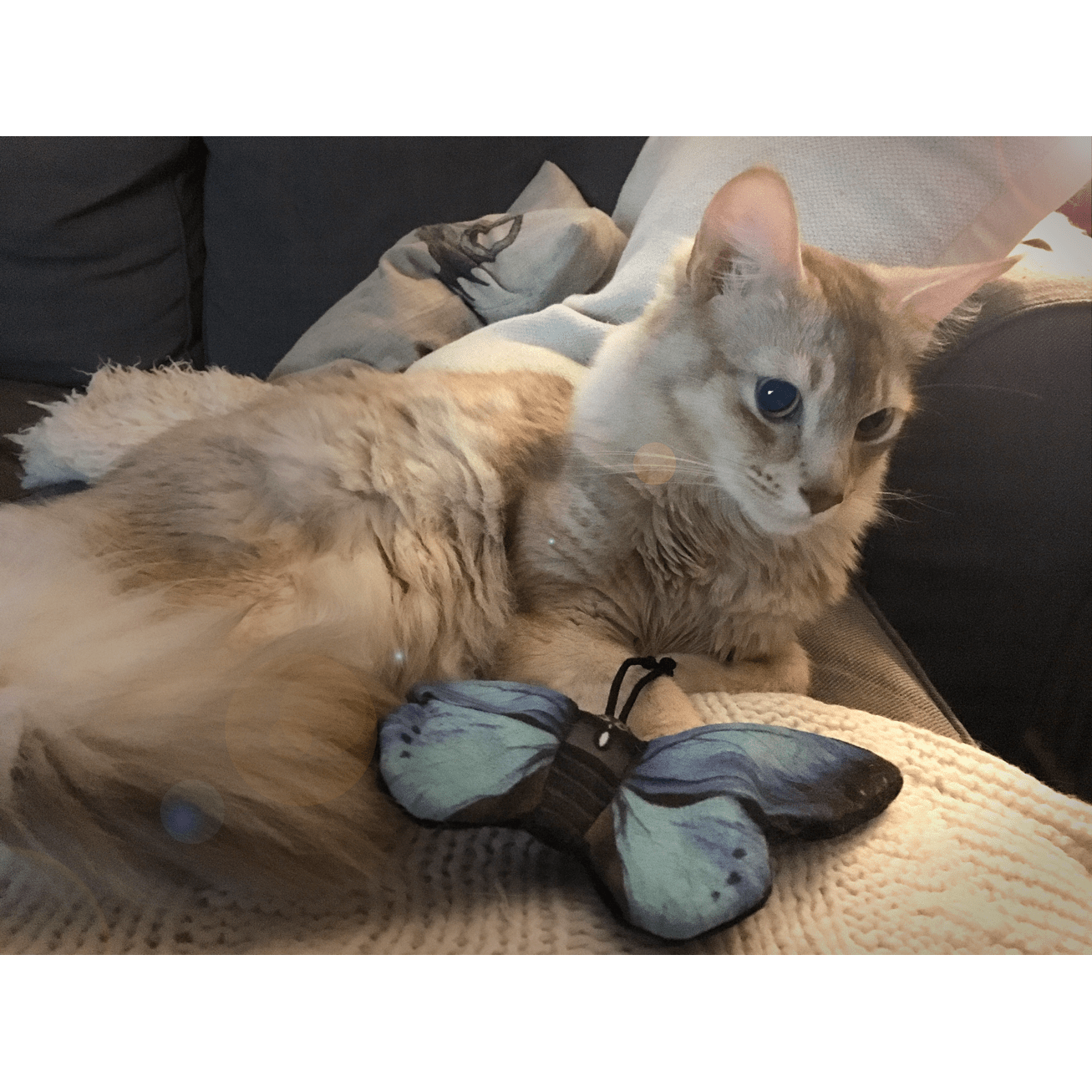 Wild Life Cat Blauwe Vlinder - all for animals