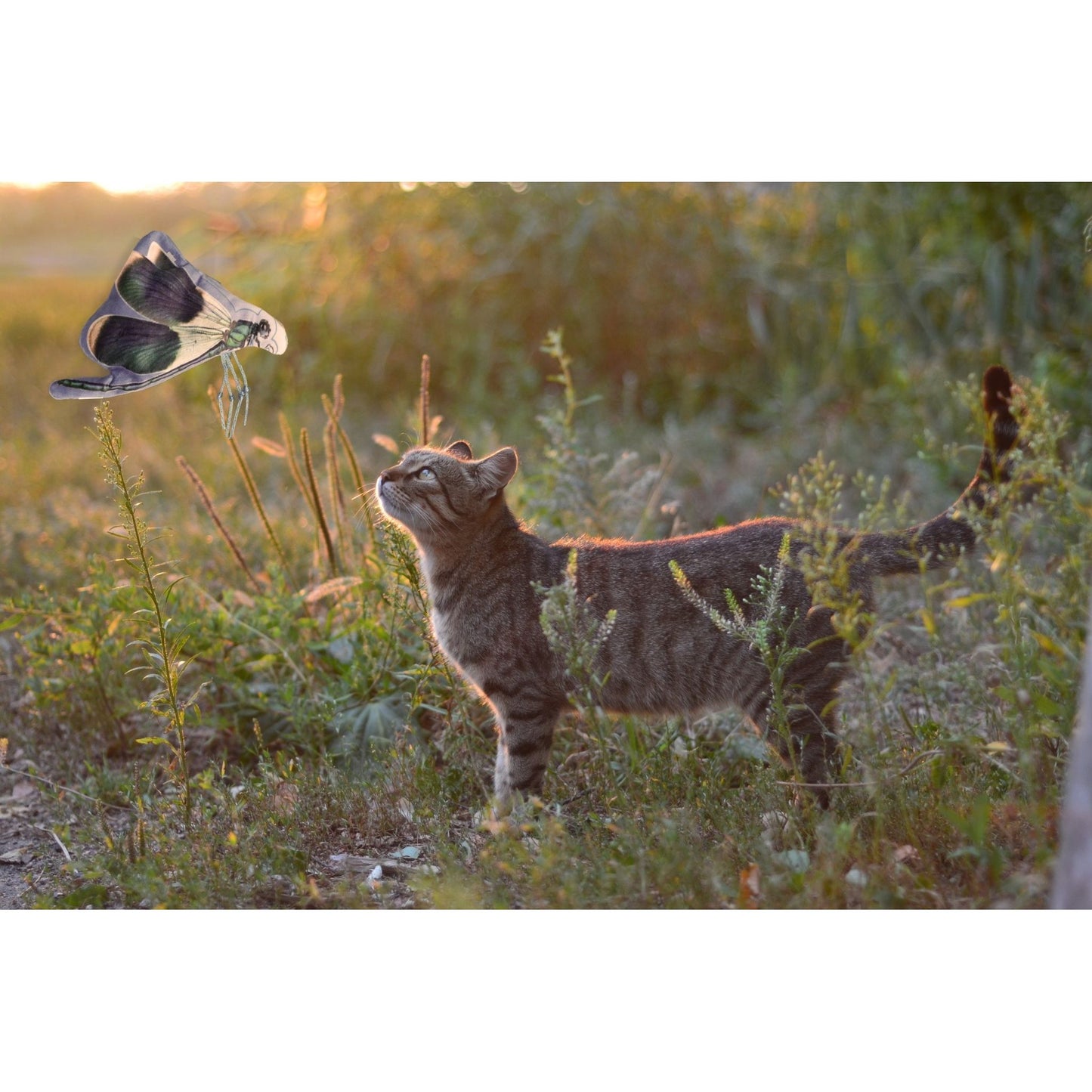 Wild Life Cat Libelle - all for animals