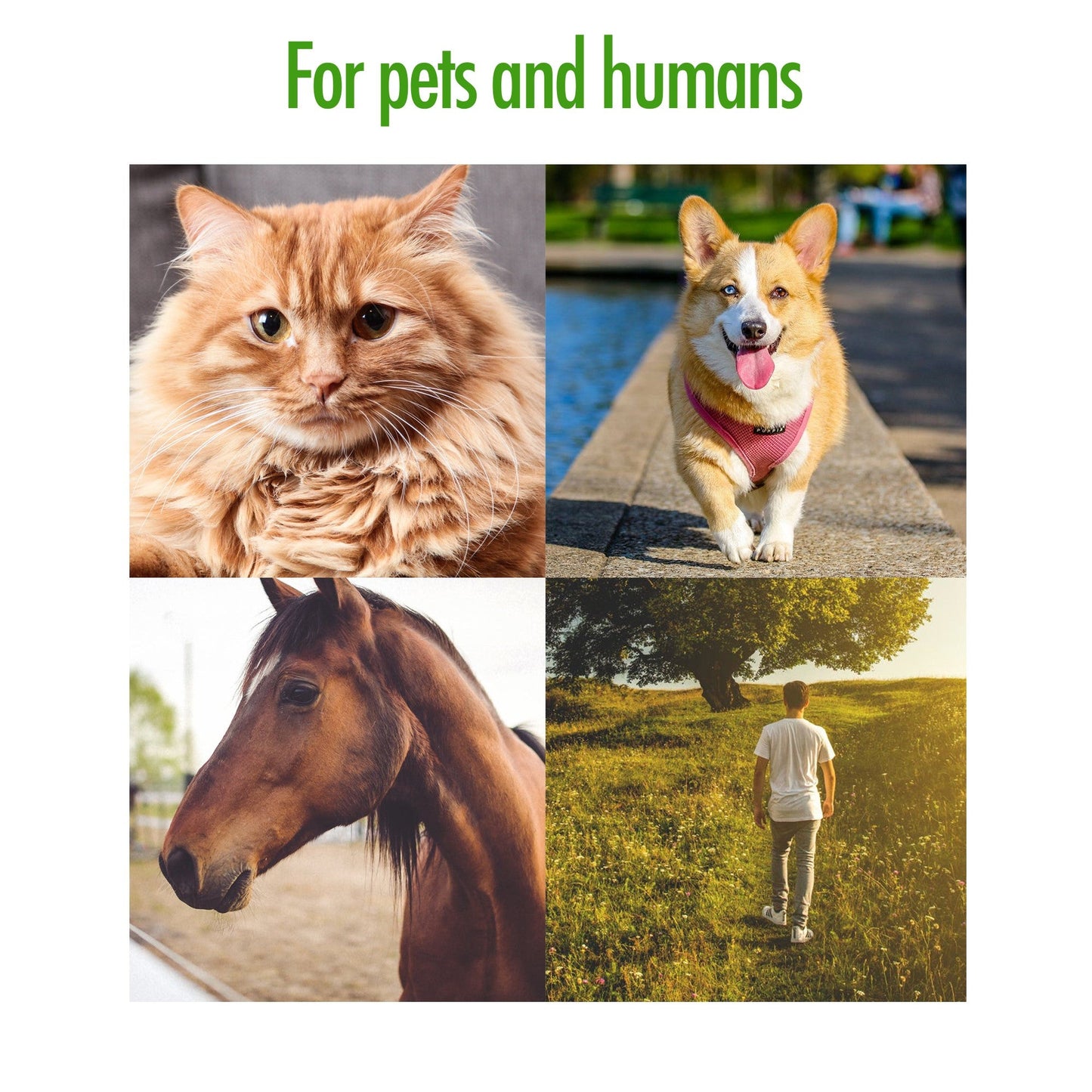 Zenpet Tick Tornado (Tekentang) - all for animals