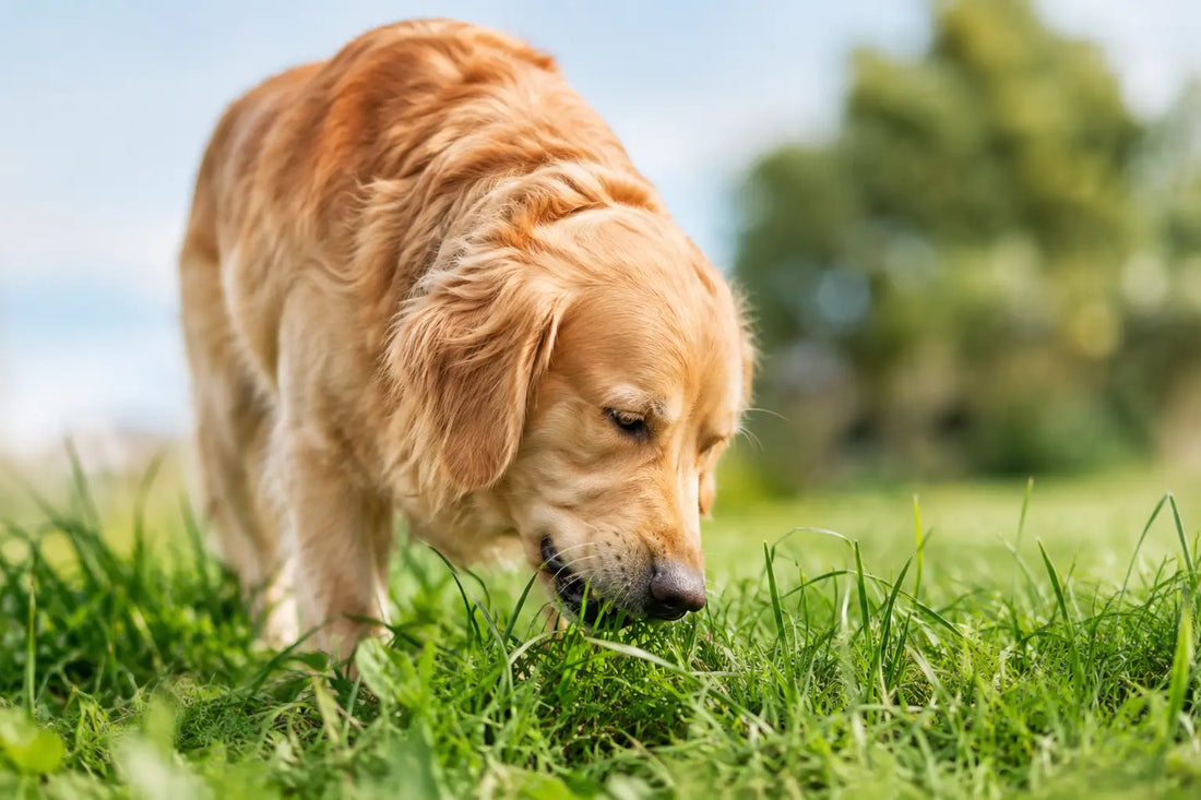 Waarom eet een hond gras? Dit betekent het