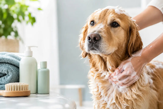 De juiste hond shampoo voor gevoelige huid