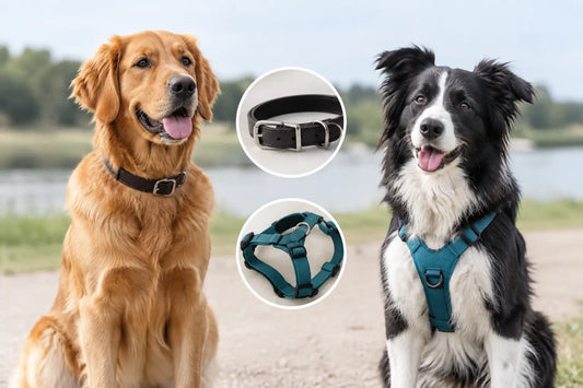 Halsband versus tuigje voor elke hond?