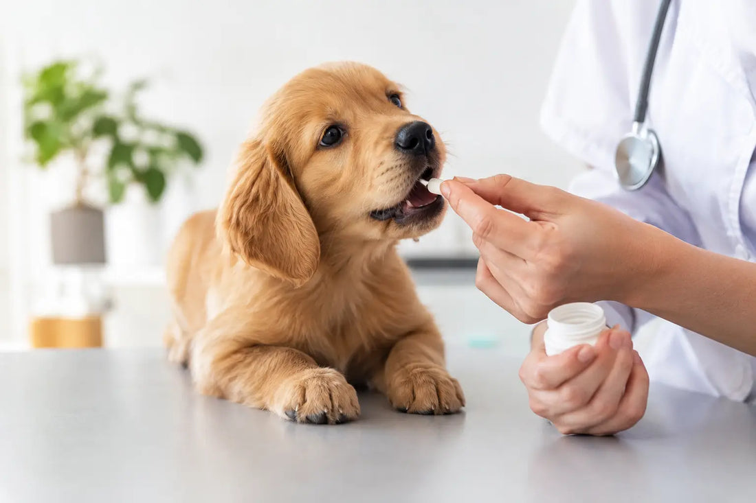 Wanneer is ontwormen van je puppy nodig?