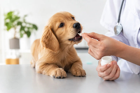 Wanneer is ontwormen van je puppy nodig?