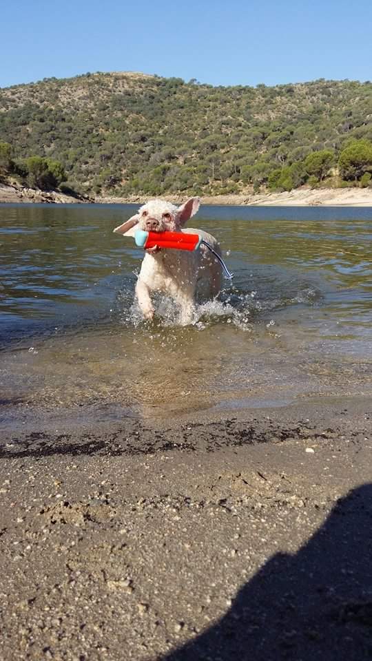 Chuckit! Amphibious Bumper