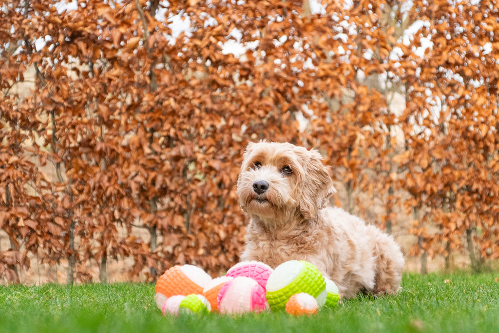 Dog Comets Glow In The Dark Moon Bal S
