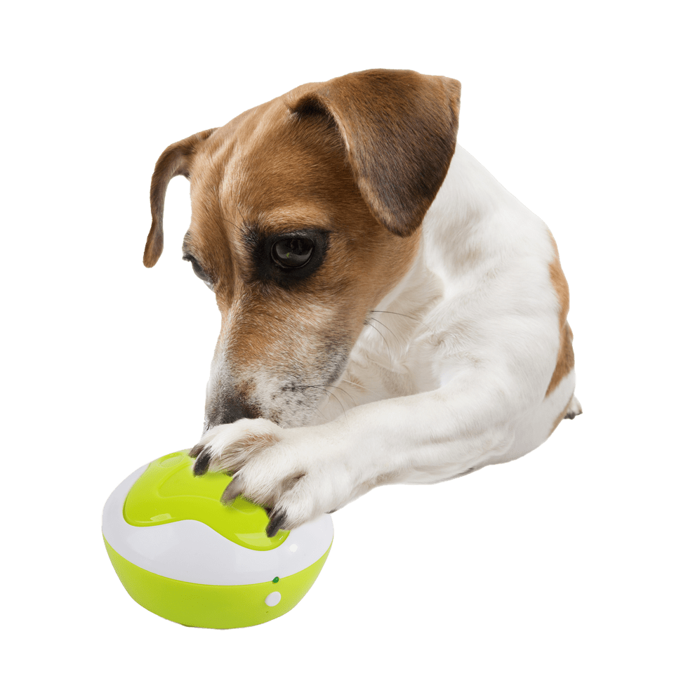 AFP Interactives - Dog Interpreter - All For Animals
