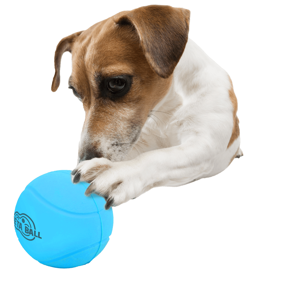 AFP Meta Ball - Bounce & Rattle Ball - All For Animals