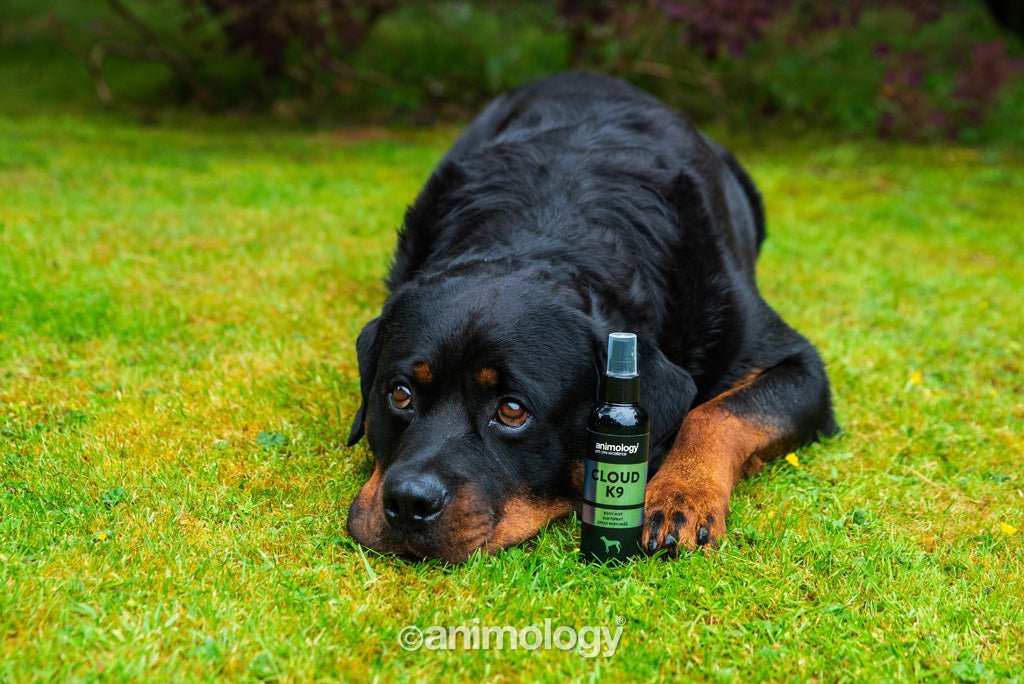 Animology Cloud K9 Body Mist 150 ml - All For Animals