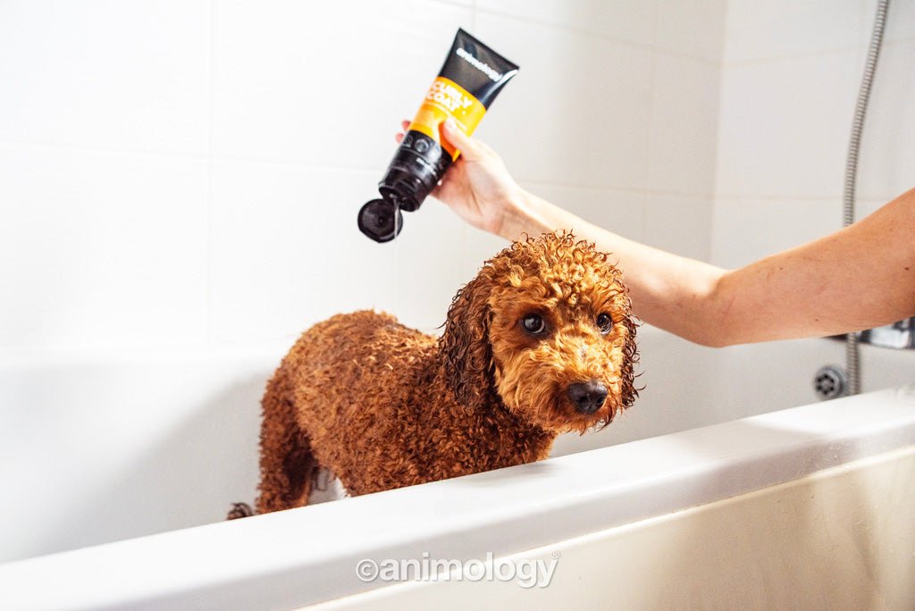 Animology Curly Coat Dog Shampoo 250 ml - All For Animals