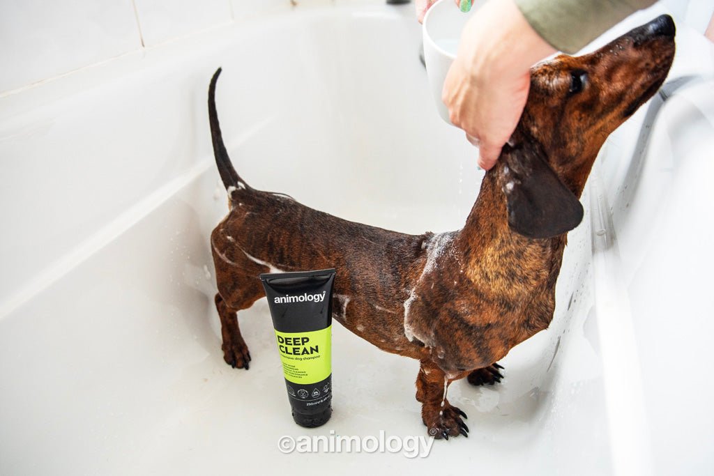 Animology Deep Clean Intensive Dog Shampoo 250 ml - All For Animals