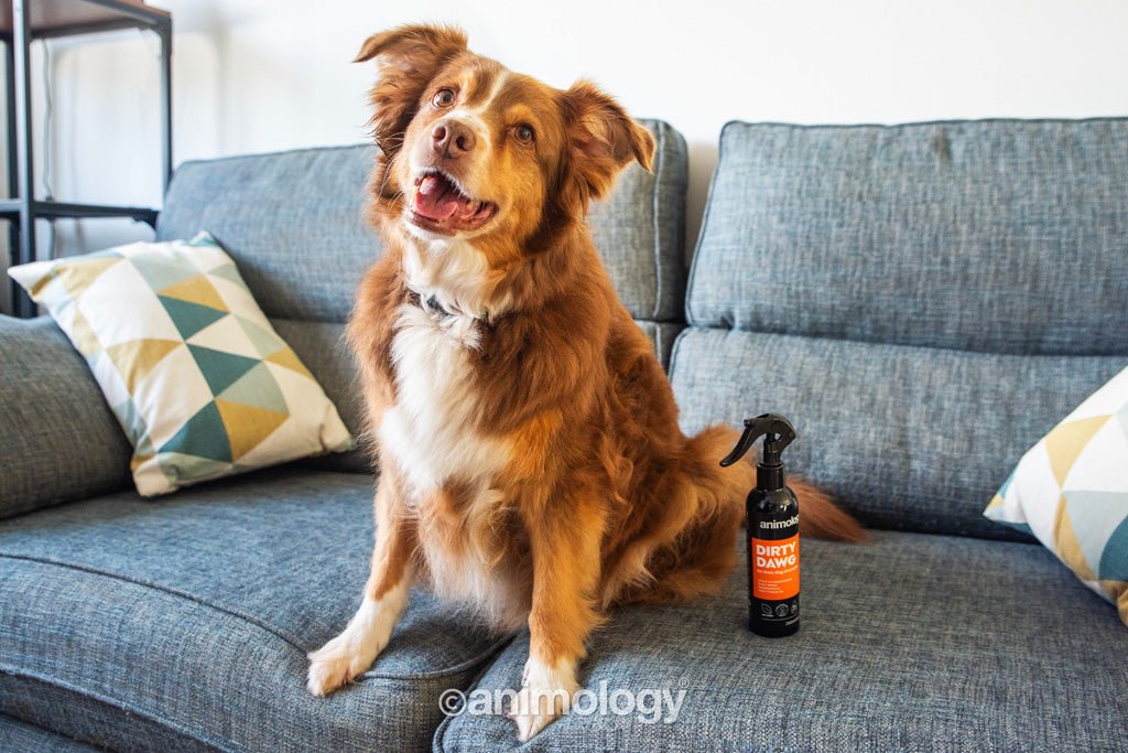 Animology Dirty Dawg No Rinse Dog Shampoo 250 ml - All For Animals