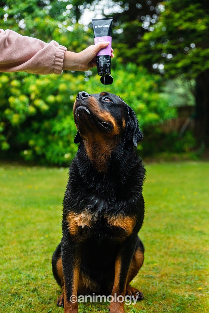 Animology Flea & Tick Dog Shampoo 250 ml - All For Animals