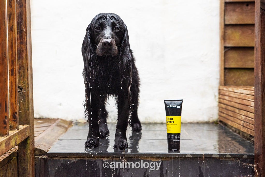 Animology Fox Poo Dog Shampoo 250 ml - All For Animals