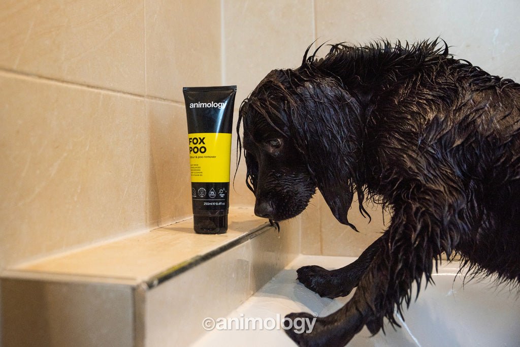 Animology Fox Poo Dog Shampoo 250 ml - All For Animals