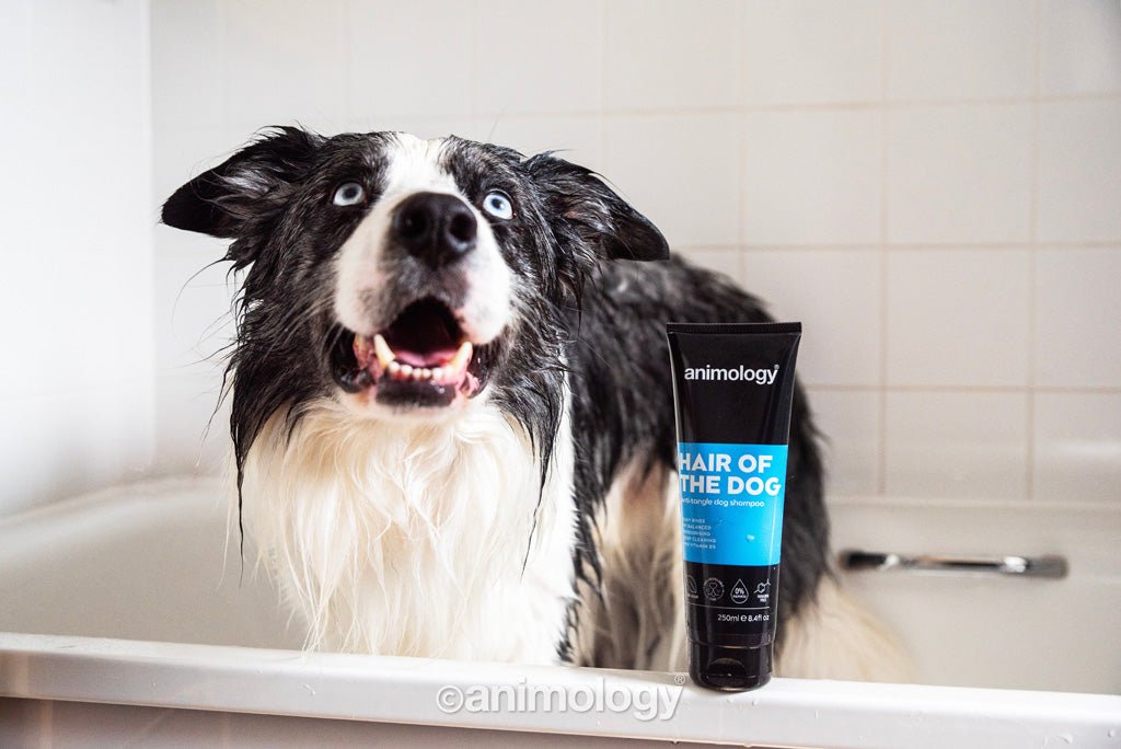 Animology Hair Of The Dog Anti-Tangle Dog Shampoo 250 ml - All For Animals