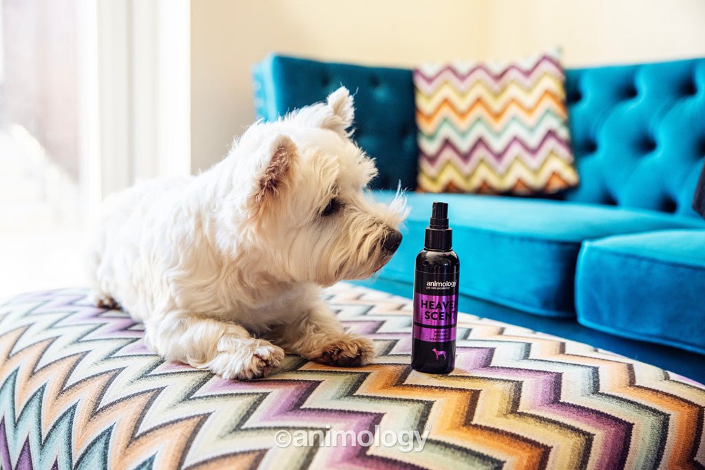Animology Heaven Scent Body Mist 150 ml - All For Animals