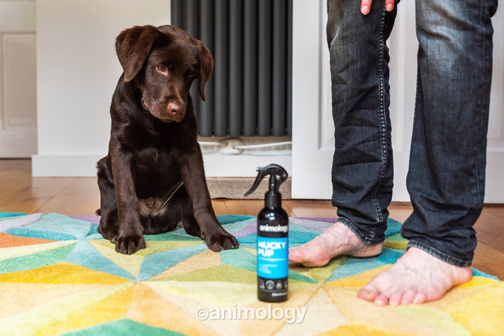 Animology Mucky Pup No Rinse Puppy Shampoo 250 ml - All For Animals