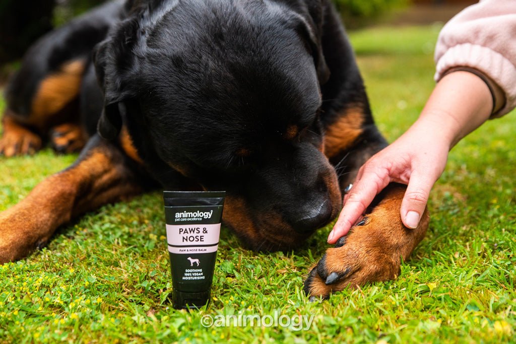 Animology Paws & Nose Balm 50 ml - All For Animals