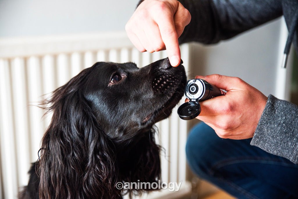 Animology Paws & Nose Balm 50 ml - All For Animals