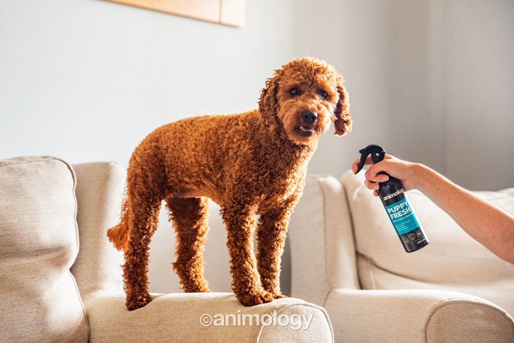Animology Puppy Fresh Deodorising Puppy Spray 250 ml - All For Animals