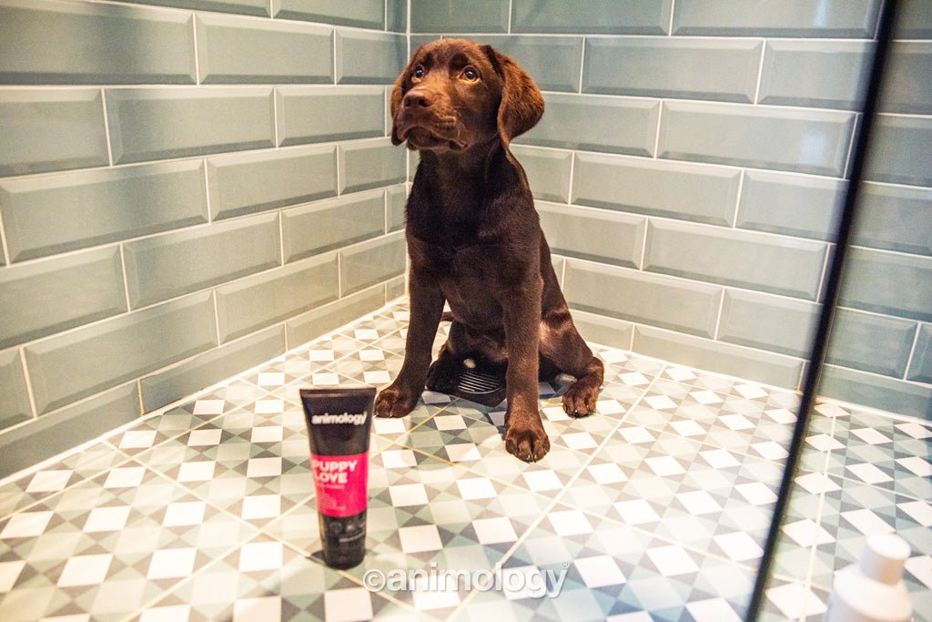 Animology Puppy Love Puppy Shampoo 250 ml - All For Animals