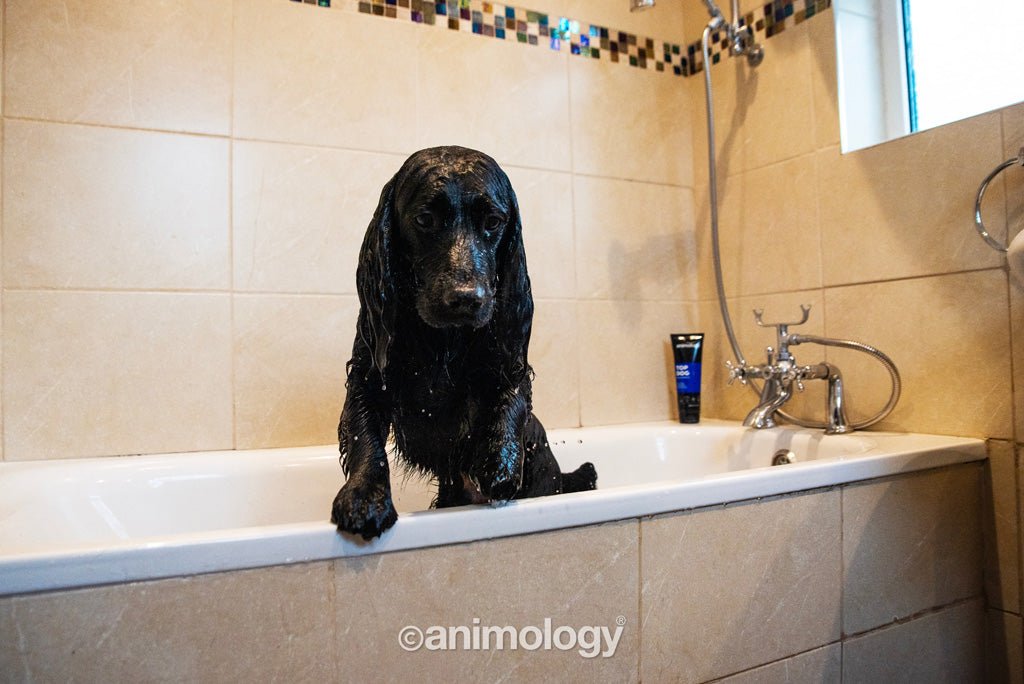 Animology Top Dog Conditioner 250 ml - All For Animals