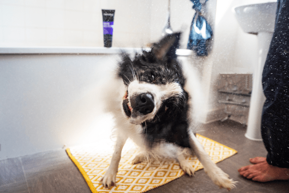Animology True Colours Dog Shampoo - All For Animals