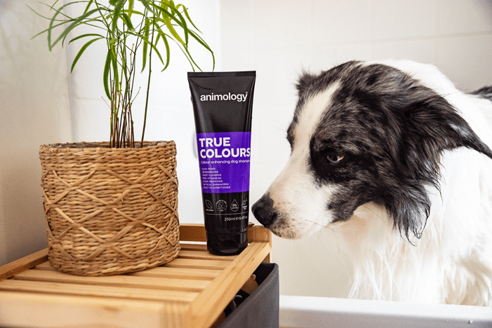 Animology True Colours Dog Shampoo - All For Animals