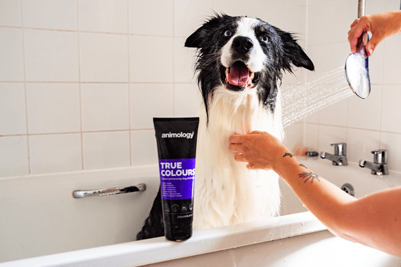 Animology True Colours Dog Shampoo - All For Animals
