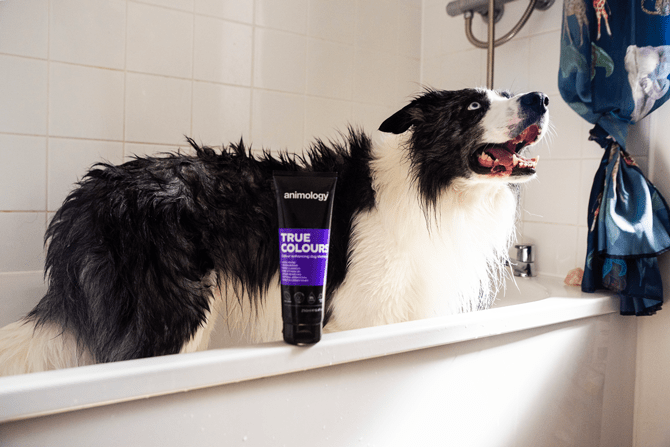 Animology True Colours Dog Shampoo - All For Animals