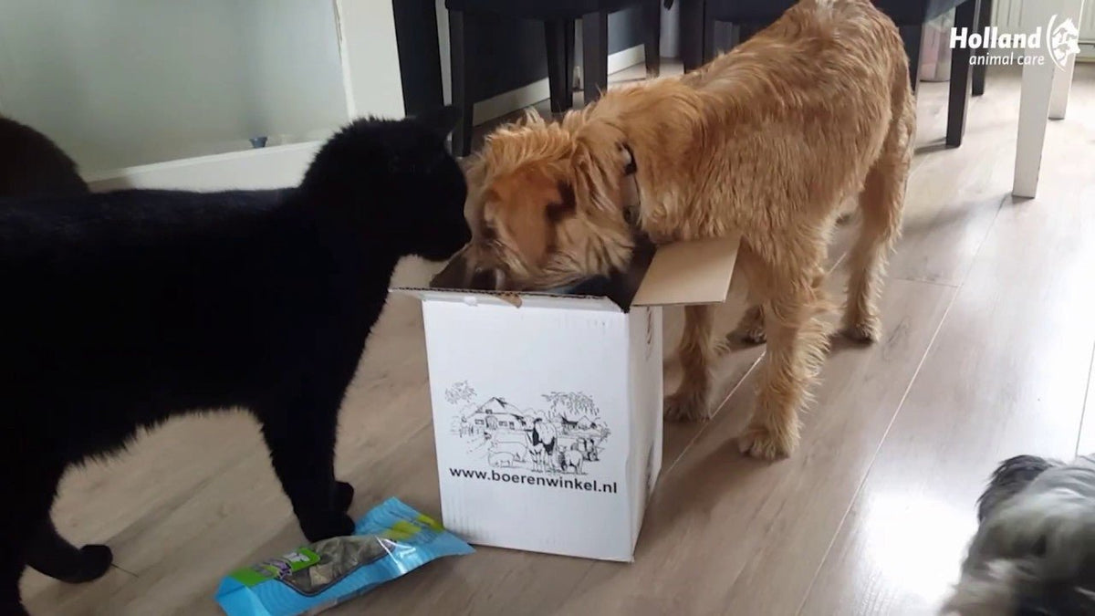 Braaaf Soft Snack met Zalm pompoen en selderij - All For Animals
