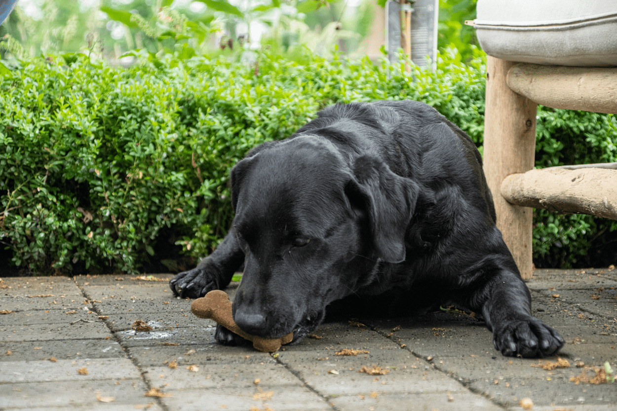 Bugbone Grootverpakking Large 11 kg - all for animals