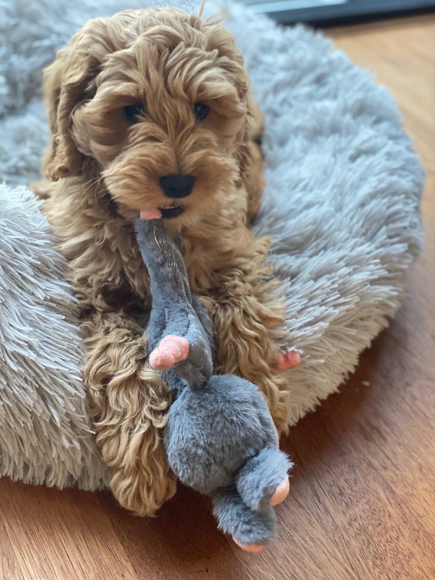 Bunny Puppy Crunchy Knot - all for animals
