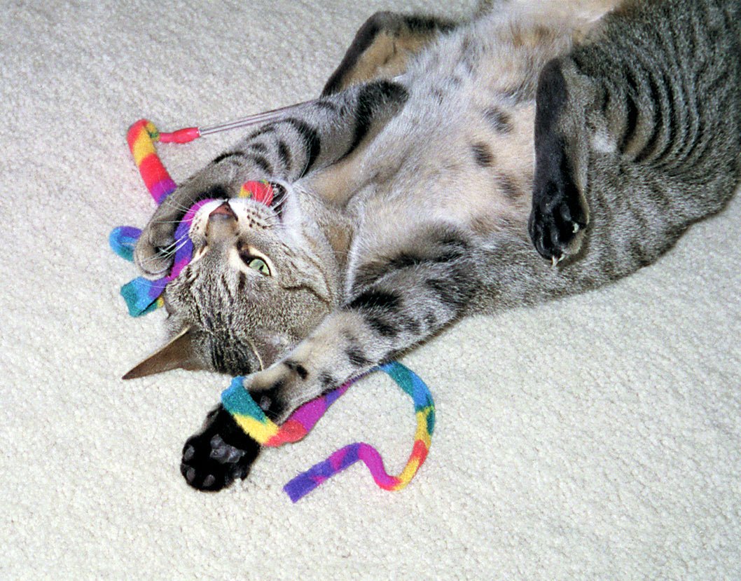 Cat Dancer Cat Charmer - all for animals