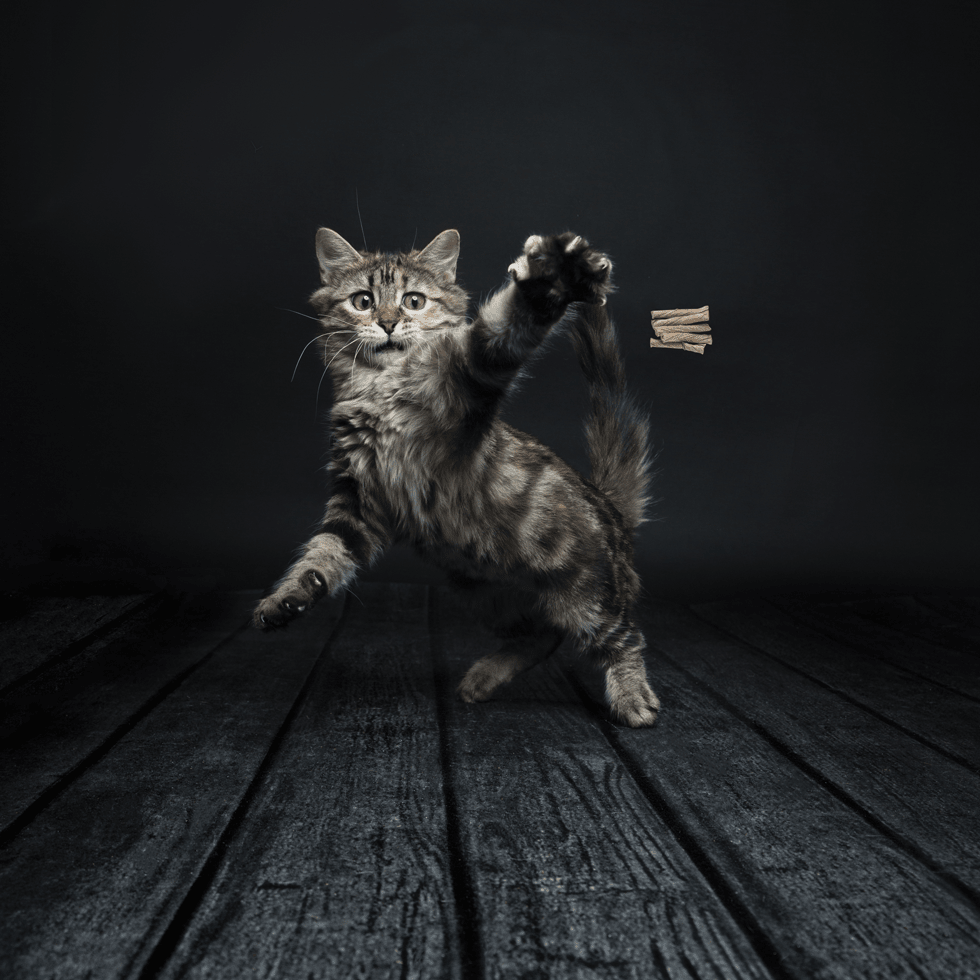 Cat Dancer Deluxe - All For Animals