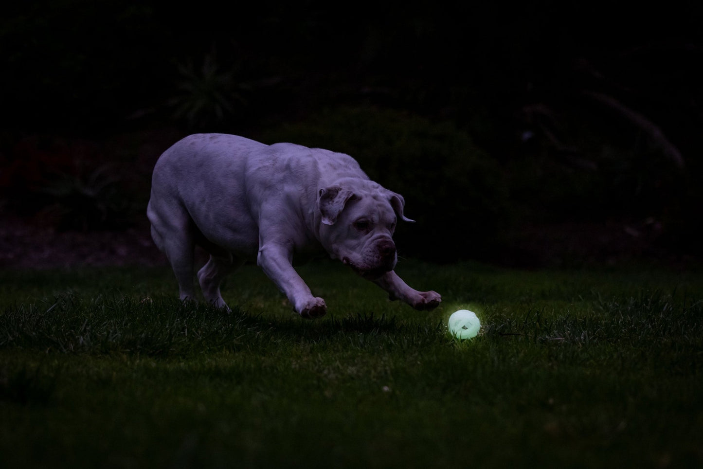 Chuckit! Air Glow Fetch Ball - All For Animals