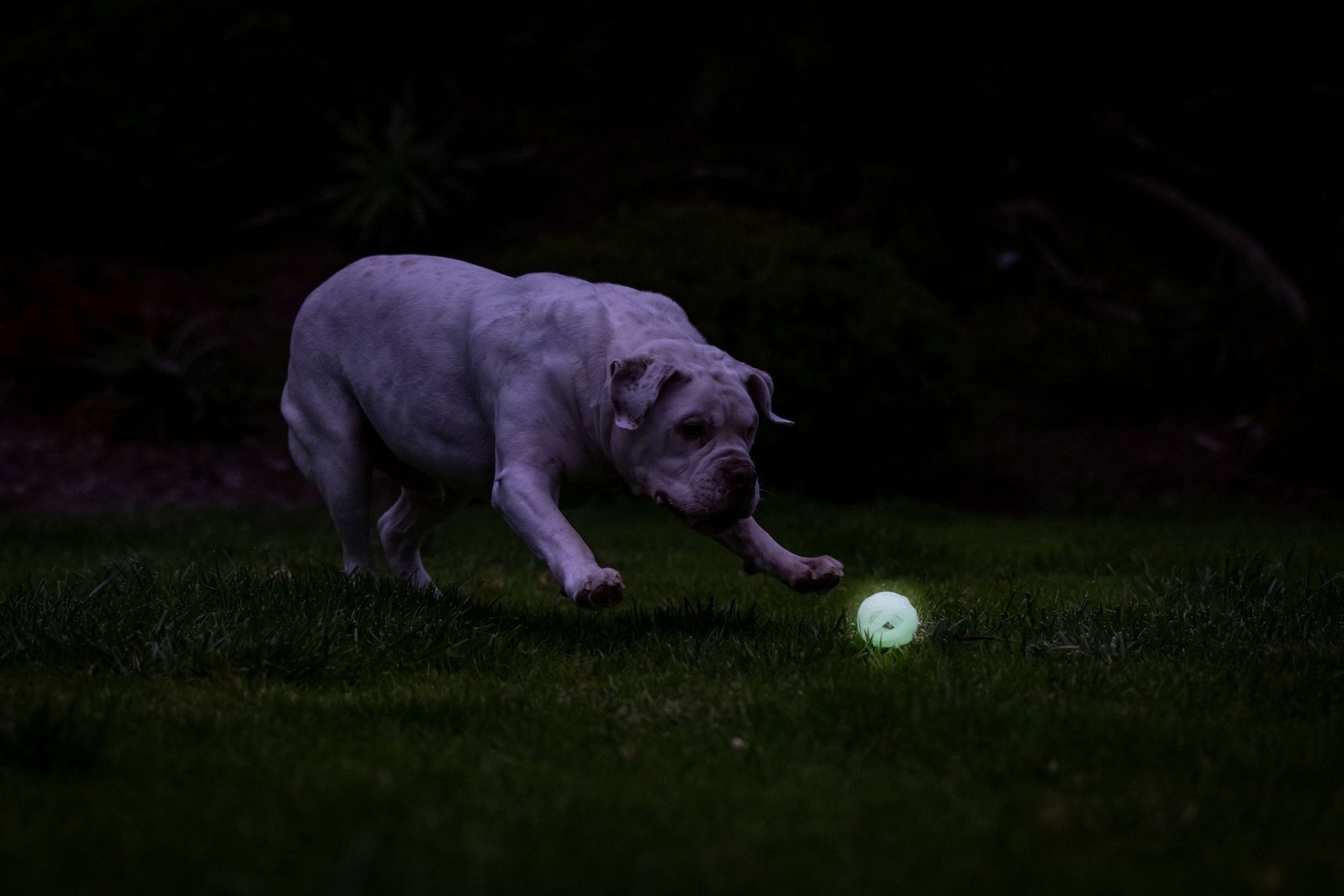 Chuckit! Air Glow Fetch Ball - All For Animals
