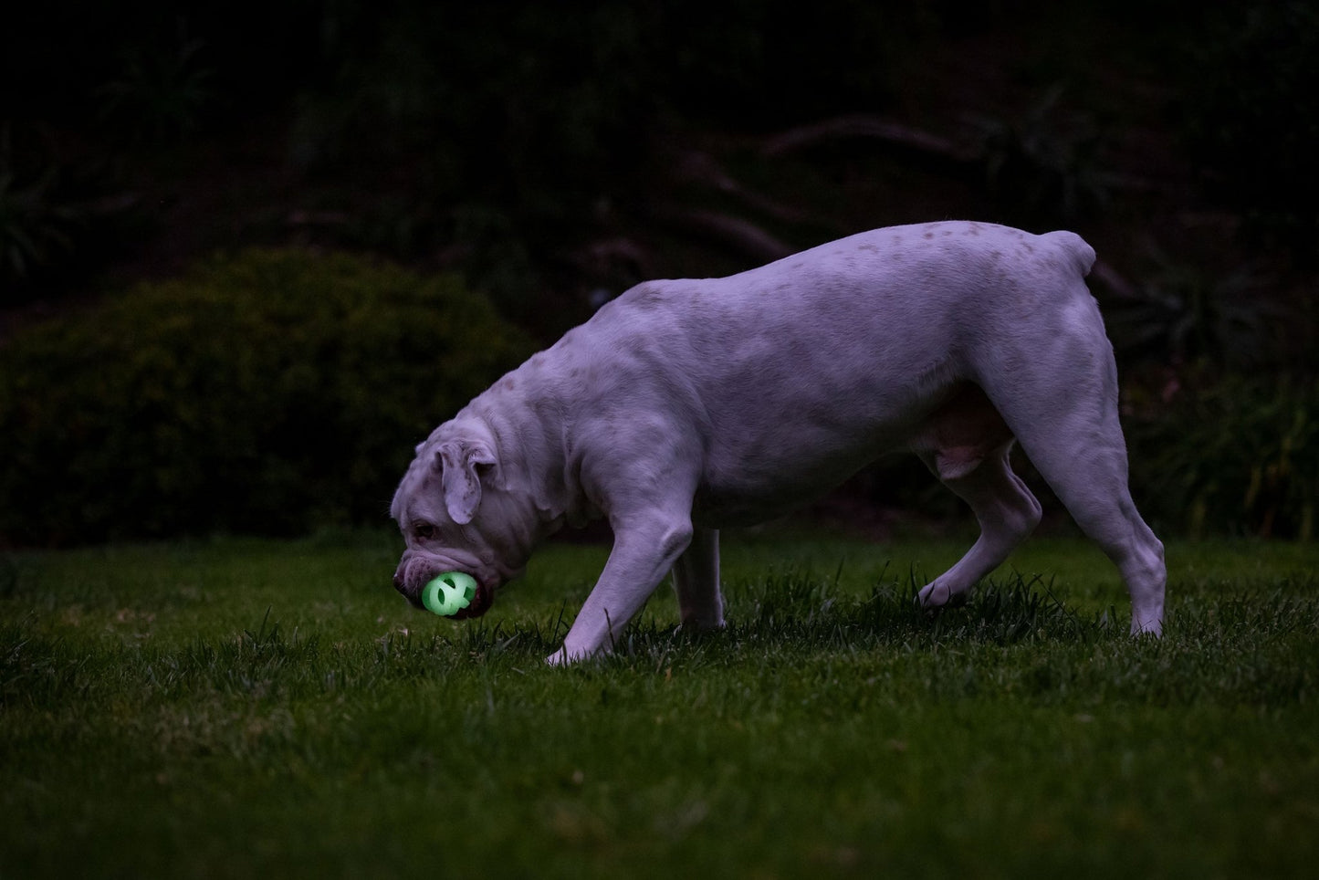 Chuckit! Air Glow Fetch Ball - All For Animals