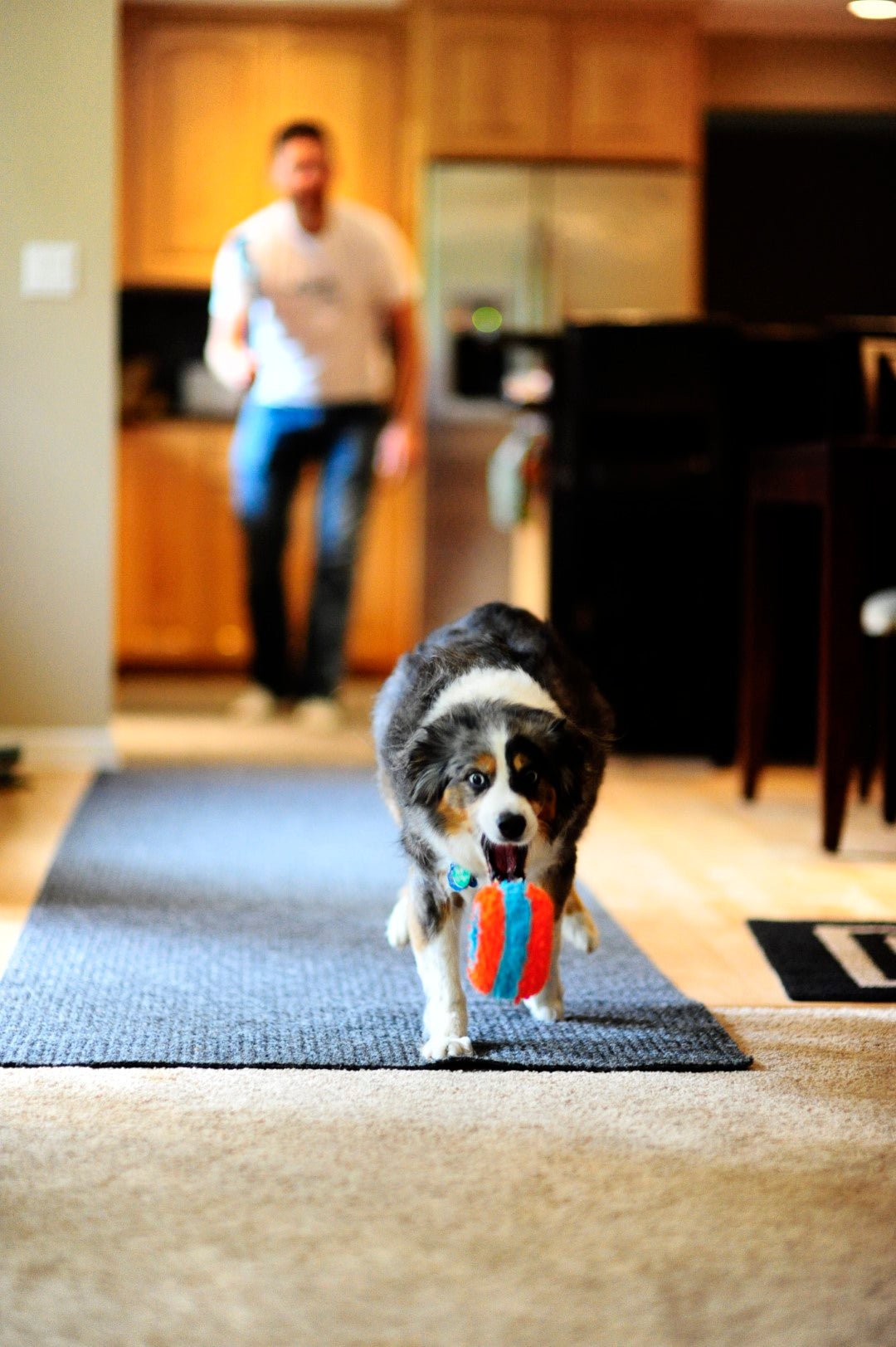Chuckit! Indoor Roller - all for animals